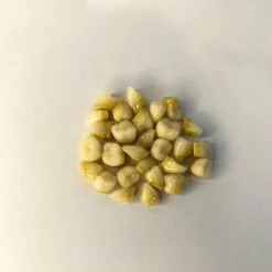 دندان مصنوعی پلی دنت دست و فله ای Polident