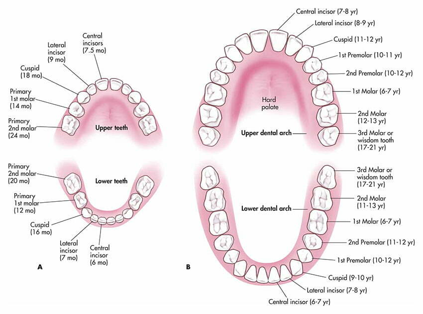 تفاوت دندان شیری و دائمی
