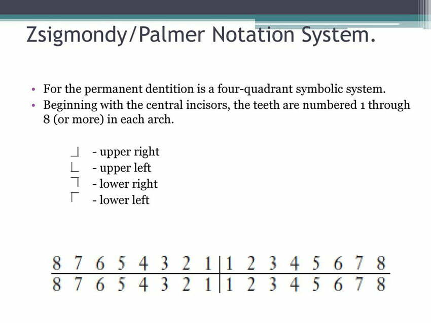 شماره‌گذاری دندان‌ها با سیستم Palmer یا پالمر